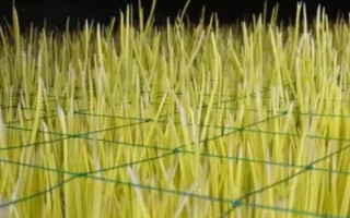 蒜黄如何栽培，播种时要尽可能密植