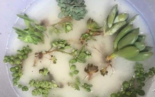 碳酸氢铵怎么使用,做底肥可撒在地面再翻入土壤中