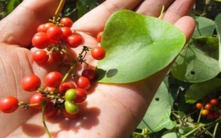 千金藤的分布，以野生为主