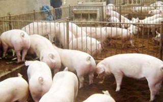 小型养猪场需要多少投资,大概需要2万元左右