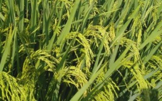 惠两优419水稻品种简介,该组合属多穗小粒型品种