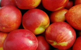 中油16号油桃的价格，具体售价因地而异