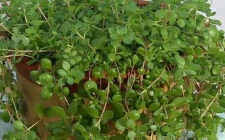 垂盆草怎么养殖,生长期间每隔半个月追施一次复合肥