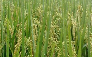 芳菲丝苗水稻种子介绍,全生育期早稻117.8天