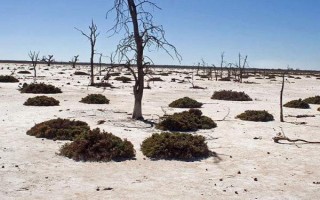 土壤次生盐渍化的危害，会改变土壤性质、影响作物吸收水分以及微生物的活性