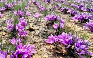 怎么种植藏红花，播种前结合耕翻施足底肥