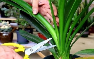 君子兰叶子蔫了如何处理，需要管控光照和浇水等