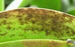 怎么防治蝴蝶兰灰霉病,使用透气、保肥的基质可降低发病几率