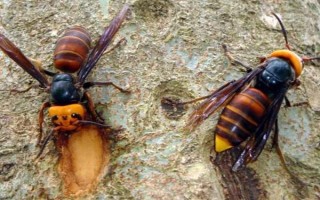 虎头蜂防蜂服的价格，一套需要180-240元左右