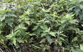 农村常见的野草，常见的有苘麻、艾草等