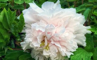 乔迁之喜适合送什么花，可选择望鹤兰、凤梨花等