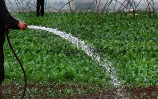 温室大棚蔬菜冬季浇水注意事项，要坚持做到膜下暗灌