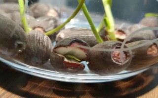 碗莲的水培方法，将种子播入花土中再浇水淹没