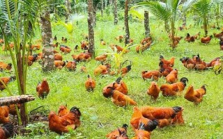 林下养殖可以养什么，可以放养或圈养鸡、鸭、鹅等