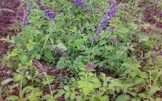 种植丹参多久可以收获，生长期为1年