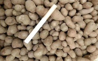 山药豆如何种植，按照15厘米的距离播种