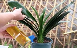 为什么要对君子兰浇啤酒，能起到加快新陈代谢、补充养分等作用