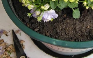 风铃花开败后怎如何修剪，要先将植株上所有的残花剔除