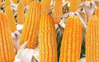 渝青玉3号玉米种子特点，该品种中抗大斑病和纹枯病