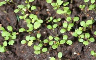 冬天12月可以种草莓吗,可以种但需要防寒保暖