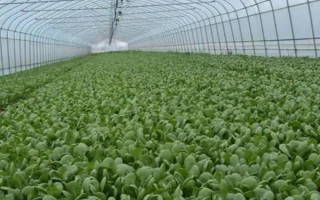 青菜亩产量多少公斤，平均产量约为2500公斤/亩