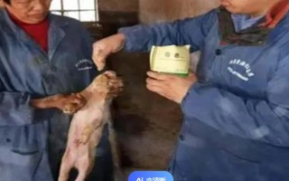 猪拉稀且不吃食如何处理,小猪黄白痢可对它灌服利克太保
