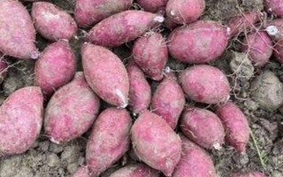 紫薯和红薯的区别，前者味甜较贵、后者甜味淡较便宜