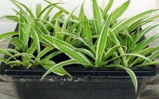 金边吊兰怎么养殖，需提供全天的散射光照