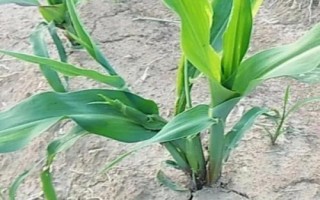 比特利A9玉米种子特征特性,春播平均生育期136.8天