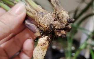 兰花根部发黑的原因，可能是浇水过多或施肥过多等
