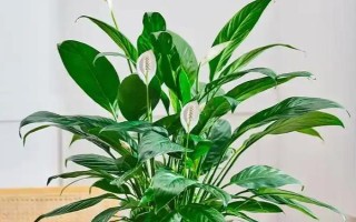 白掌的栽培管理方法，生长期间应经常保持盆土湿润