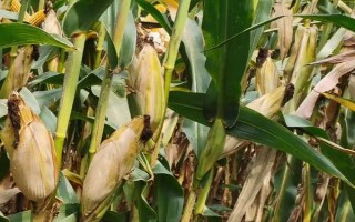 强盛192玉米种子简介，注意防治玉米螟