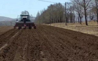 岩白菜如何种植，春夏秋三个季节均可播种