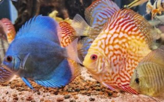 七彩神仙鱼需要开灯吗,室内光线并不充足的话则需要开灯补充光照