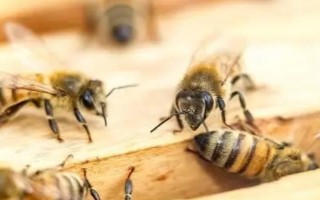 中蜂秋季分蜂在几月，每年的9-10月发生得最为集中