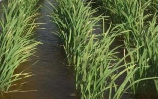 郢两优鄂丰丝苗水稻种子简介,5月中旬至6月上旬播种