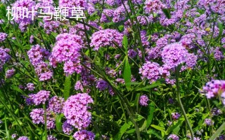 马鞭草有什么种类,分为柳叶马鞭草、柠檬马鞭草等品种
