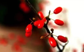 多大年龄的老人可以过重阳节,适合60岁以上的老人