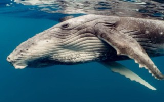 鲸鱼怎么受孕，到了繁殖期会自行择偶交配