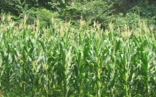 群策青贮8号玉米种子特点，全生育期春播123d