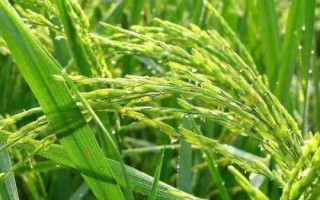 中佳早16水稻种简介,重点防治纹枯病和白背飞虱