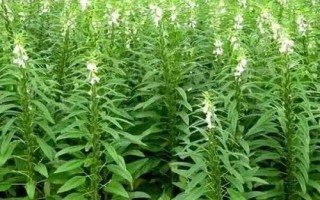 哪些肥料不适合芝麻使用,磷肥、酸性肥料、叶面肥等都不适合