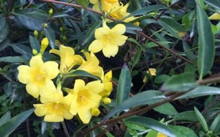 金钩吻的花期在几月，花期在9-10月份