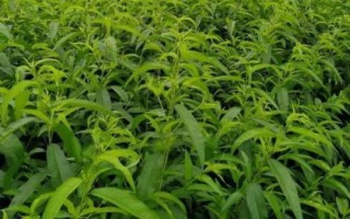 黄桃种植技术，根据气候环境来选择合适的品种