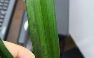 文心兰的耐寒温度，最低忍耐5℃的低温