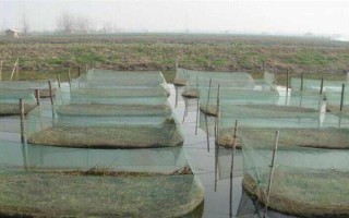 水泥池养黄鳝的水位，通常为20-30厘米左右