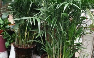 夏威夷竹子怎么养殖，生长季节每个月追施1-2次氮肥