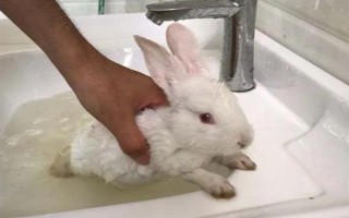 预防兔子感冒的方法，在兔舍中放置毛毯可供兔子御寒