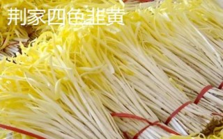 韭黄品种介绍,产地较多各具特色