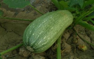 哪些蔬菜在8月份种植,包括黄瓜、西葫芦、芥菜等品种